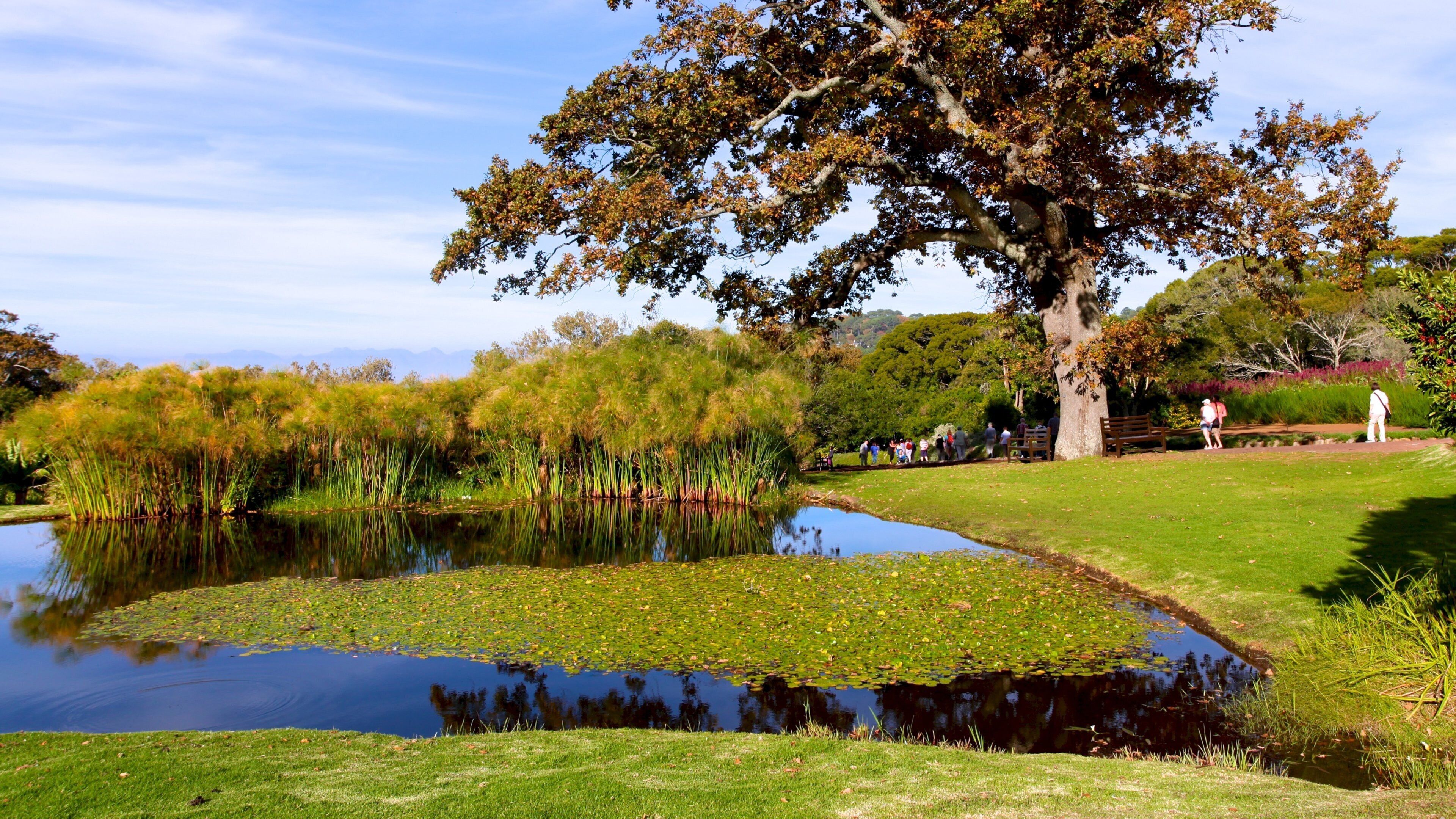 Kirstenbosch National Botanical Gardens which includes a pond, landscape views and a lake or waterhole