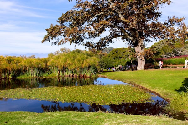 Kirstenbosch National Botanical Gardens das einen Landschaften, See oder Wasserstelle und Teich