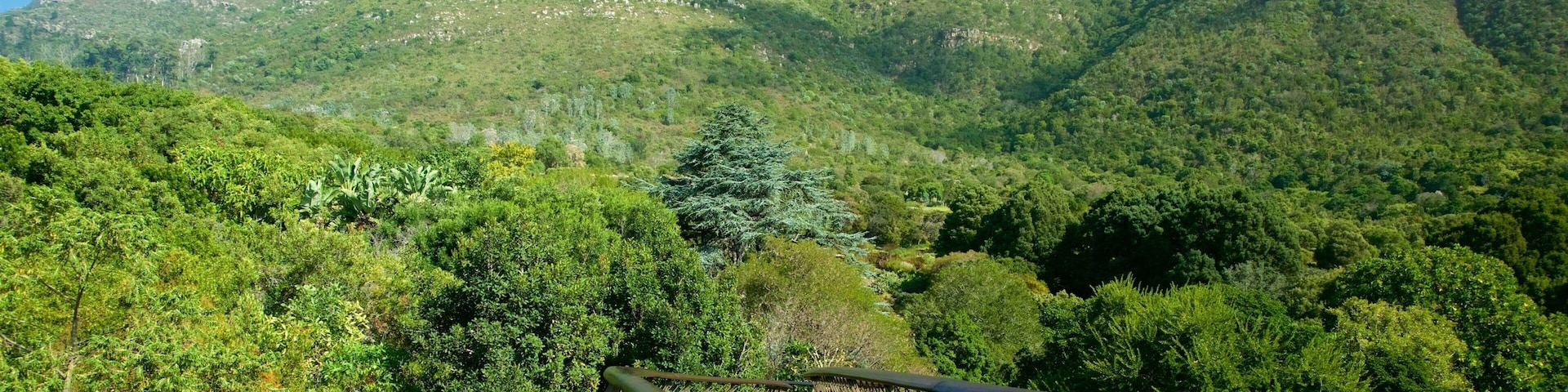 Kirstenbosch National Botanical Garden featuring a park and a bridge