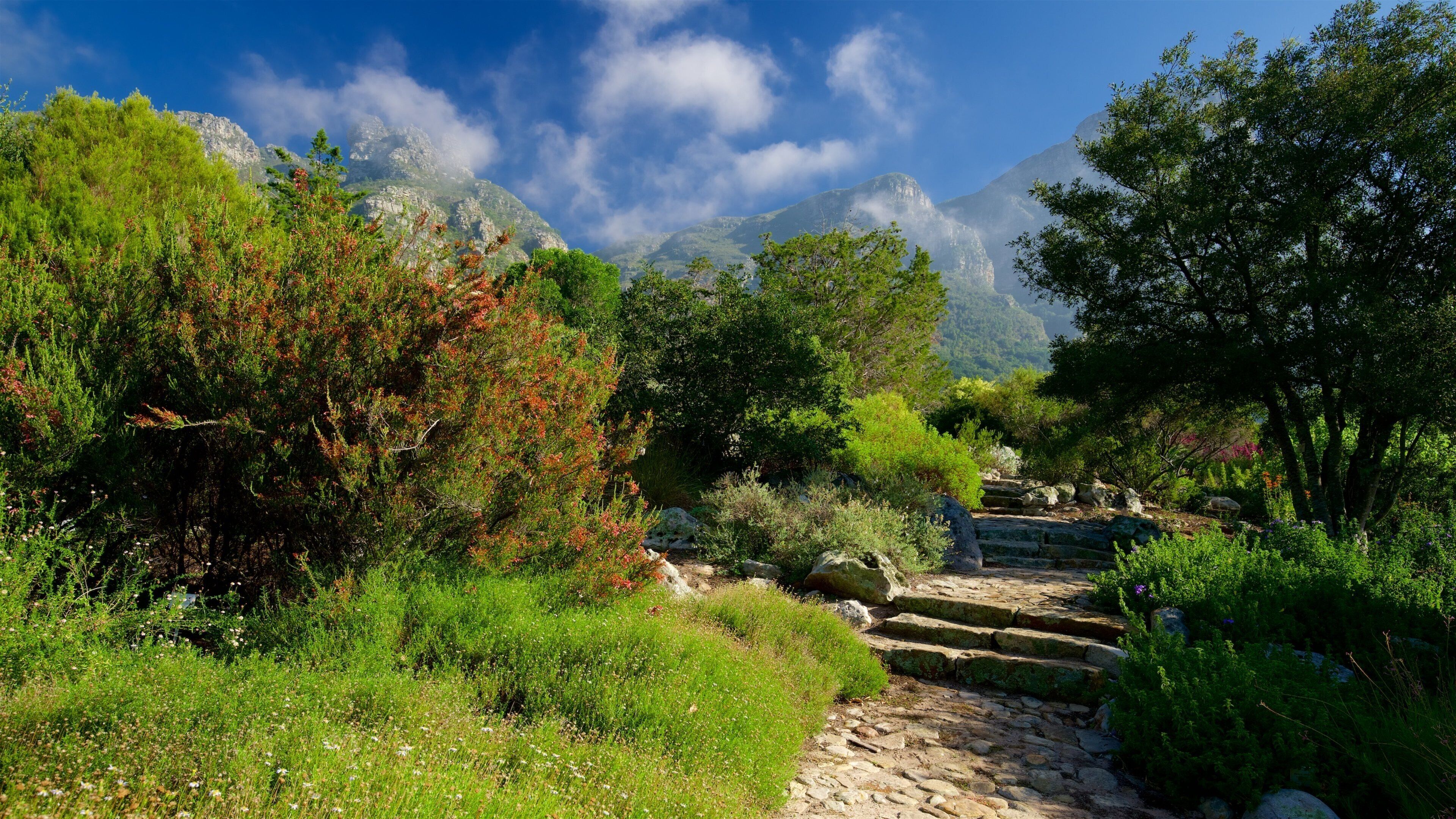 Kirstenbosch National Botanical Garden which includes a garden