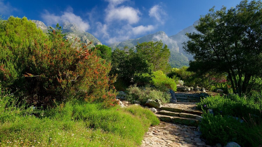 Kirstenbosch National Botanical Garden which includes a garden