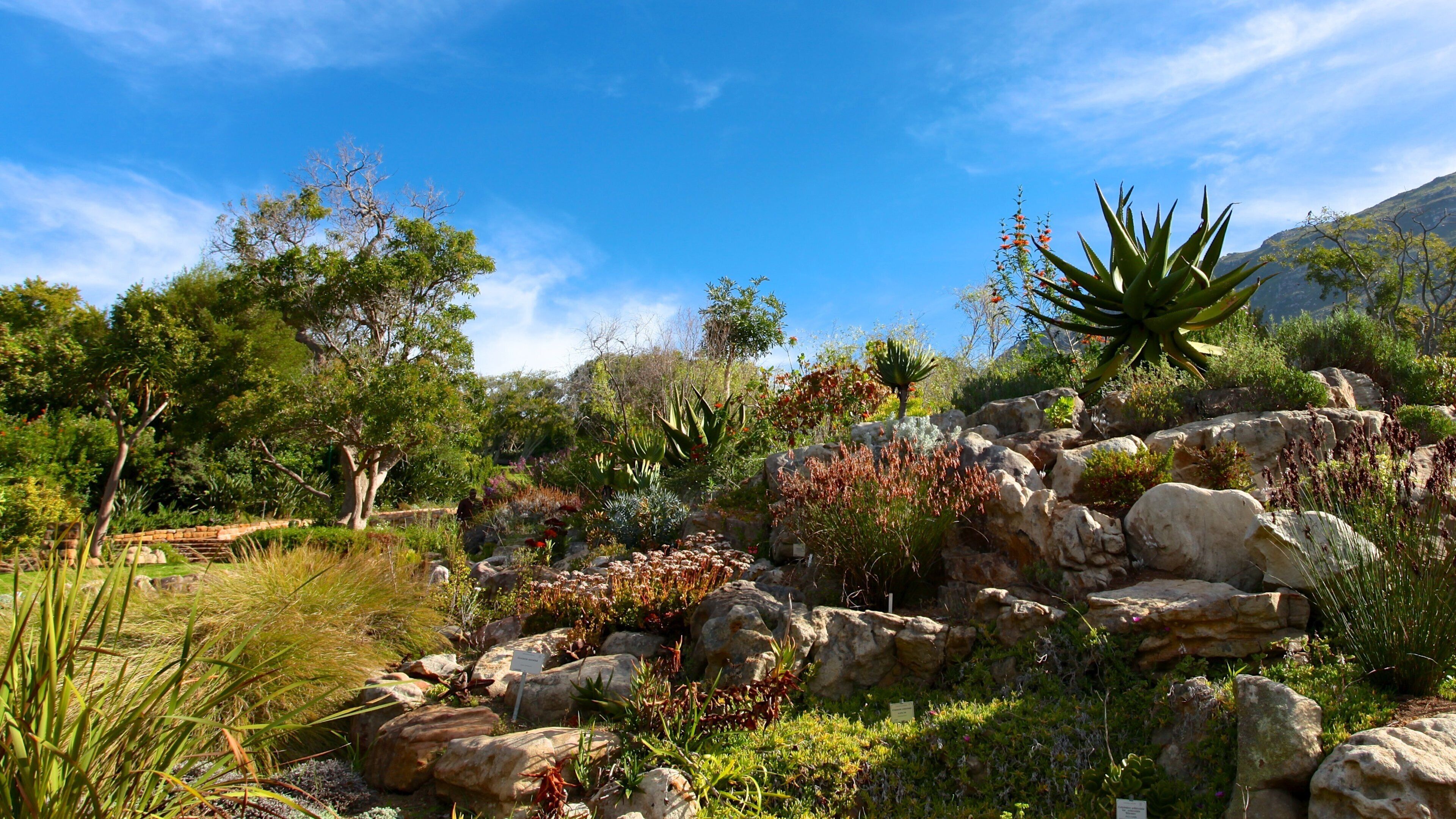 Kirstenbosch botaniska trädgård som visar en trädgård och landskap