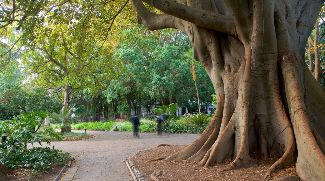 Company Gardens ofreciendo un parque