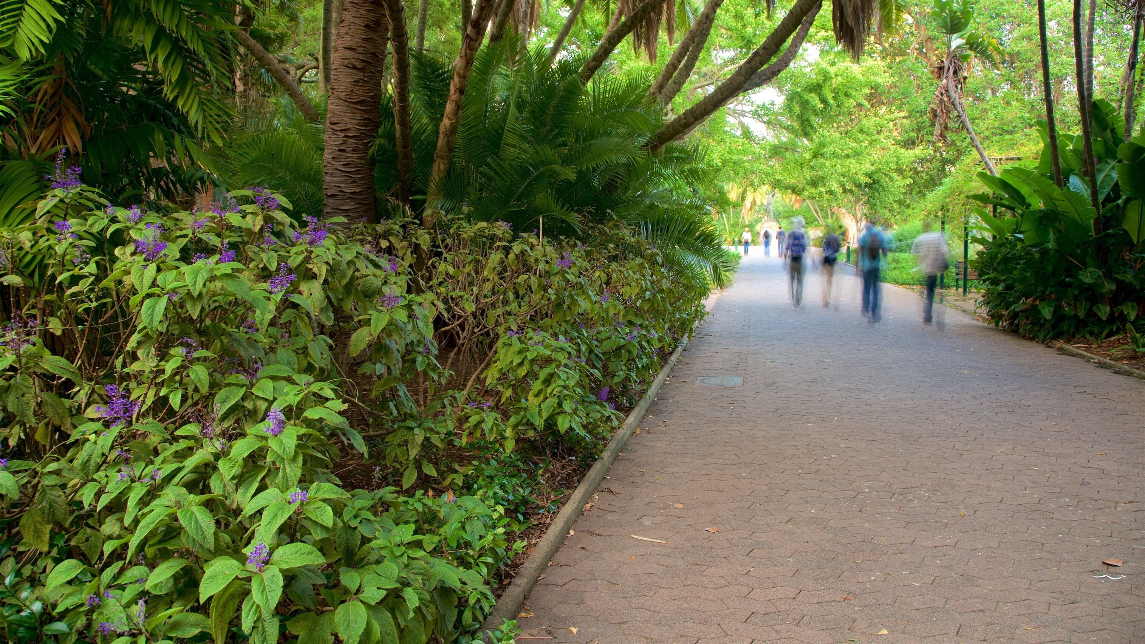 Company Gardens som inkluderer park i tillegg til en liten gruppe med mennesker