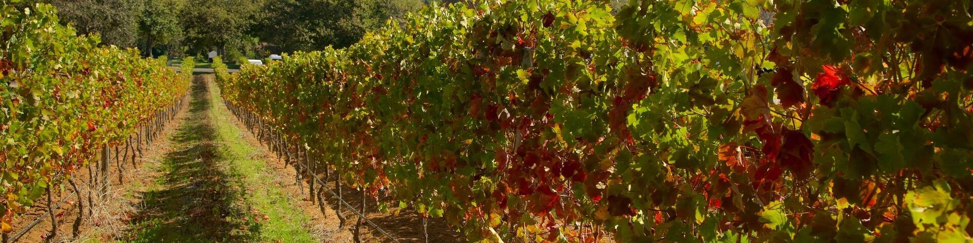 Groot Constantia Winery