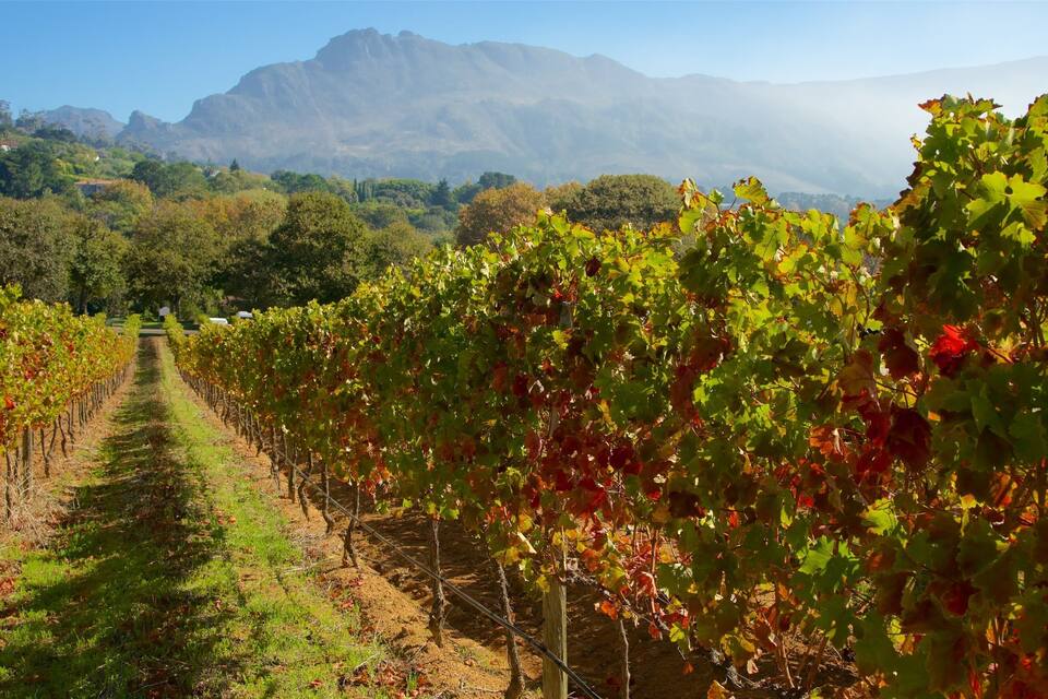 A vineyard with rows of grapevines and a mountain range in the background.