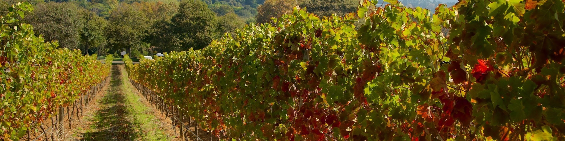 Groot Constantia Winery