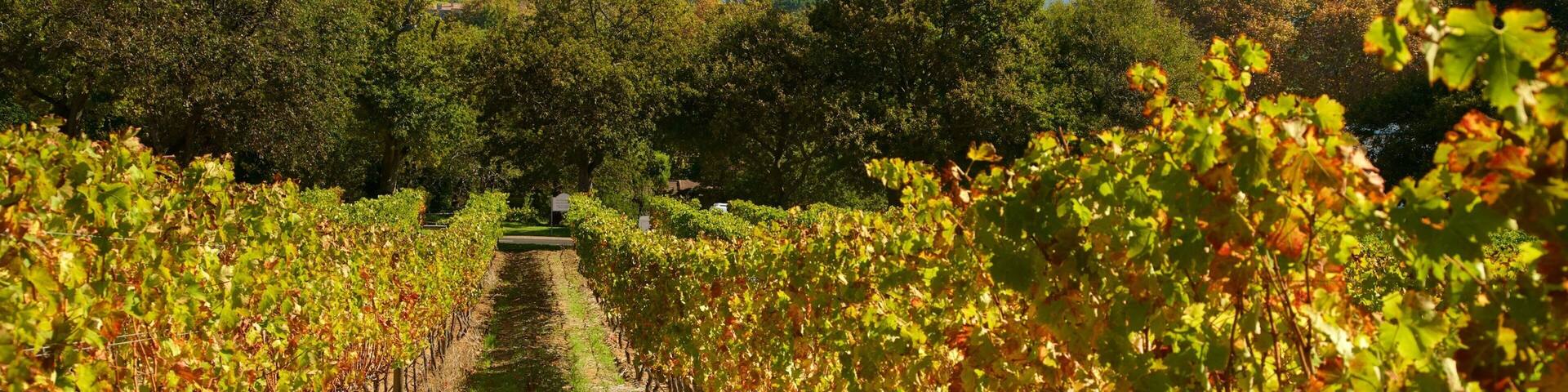 Groot Constantia Winery