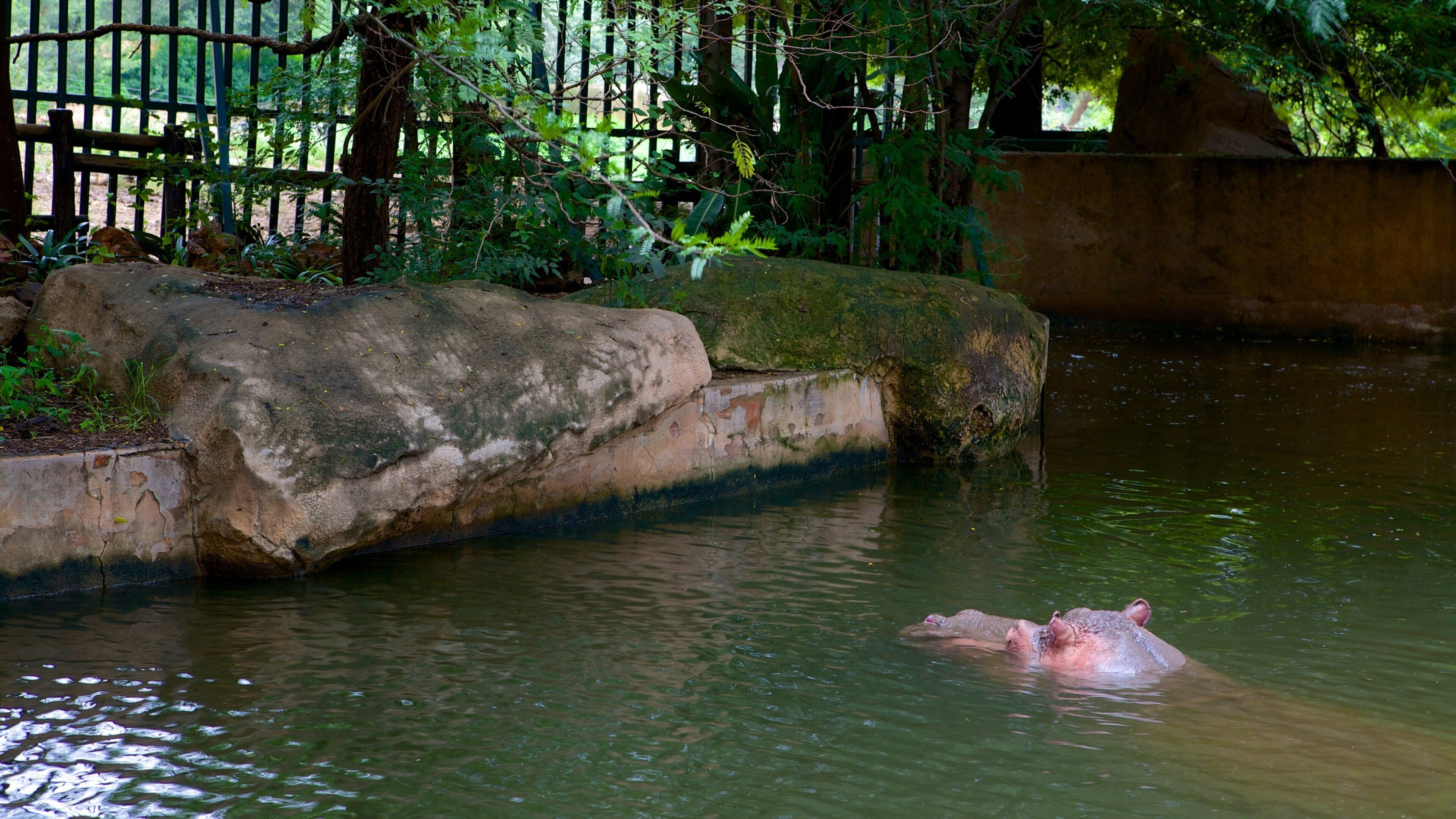 Johannesburg Zoo mostrando animales de zoológico, un estanque y animales peligrosos