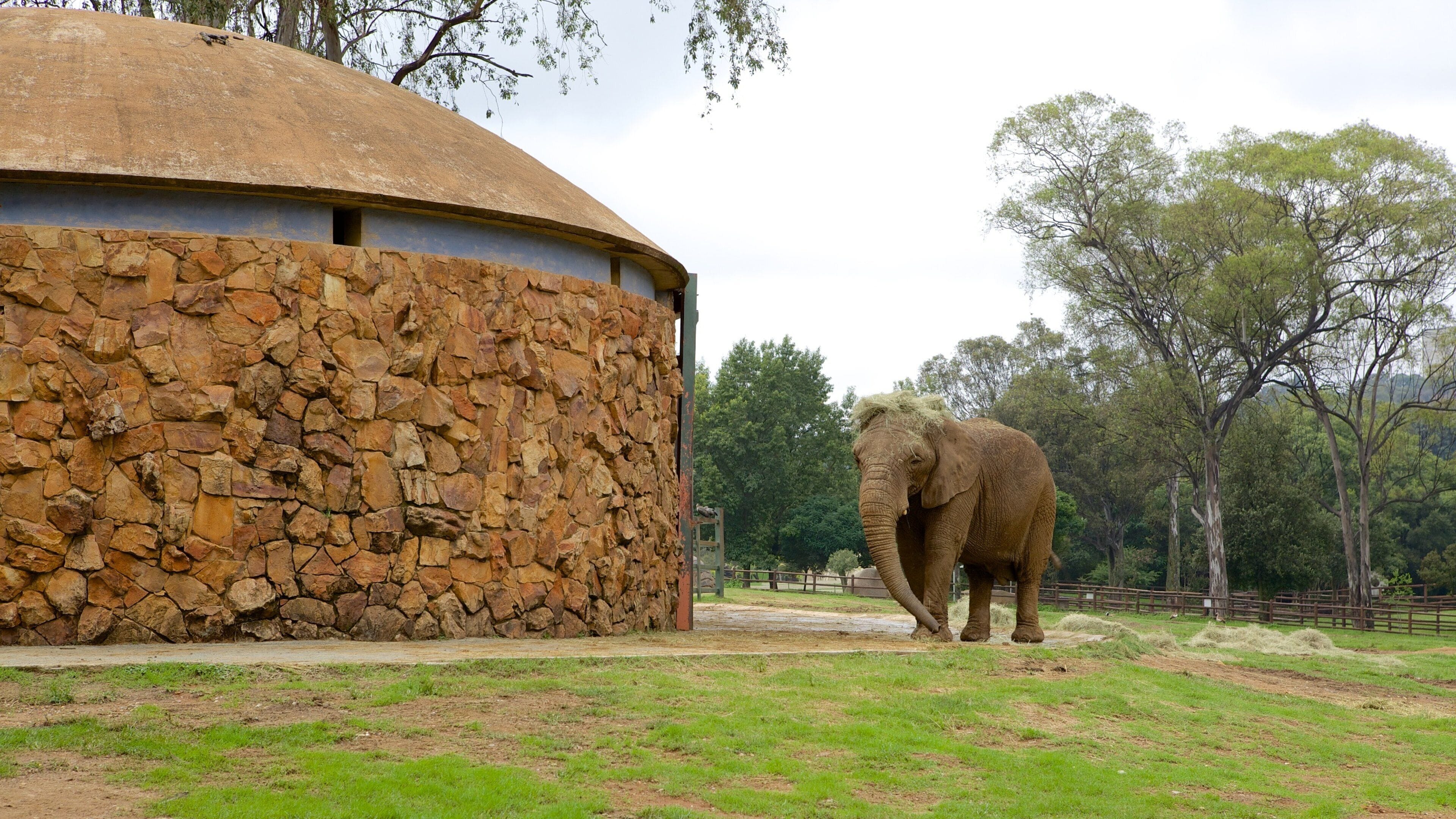 約翰尼斯堡動物園 呈现出 動物園裡的動物, 陸上動物 和 山水美景