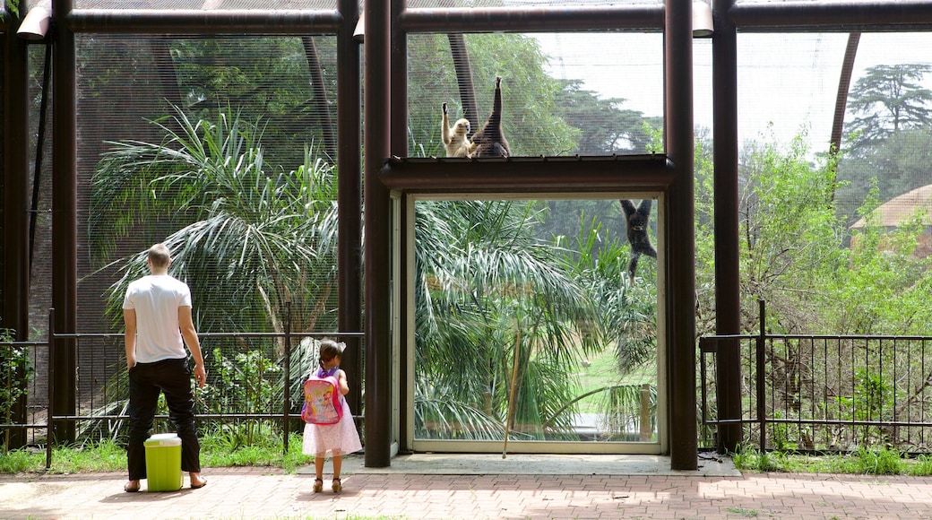Johannesburg Zoo presenterar zoodjur och gulliga djur såväl som en familj