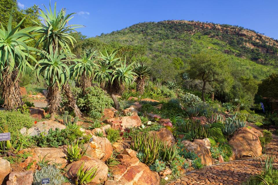 A garden with large rocks, cacti, and a mountain in the background.