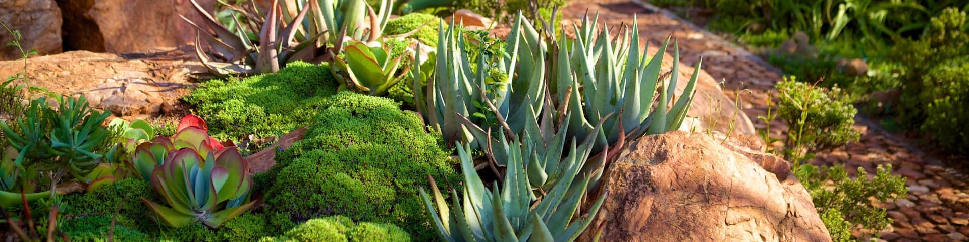 Walter Sisulu Botanical Gardens das einen Garten und Blumen