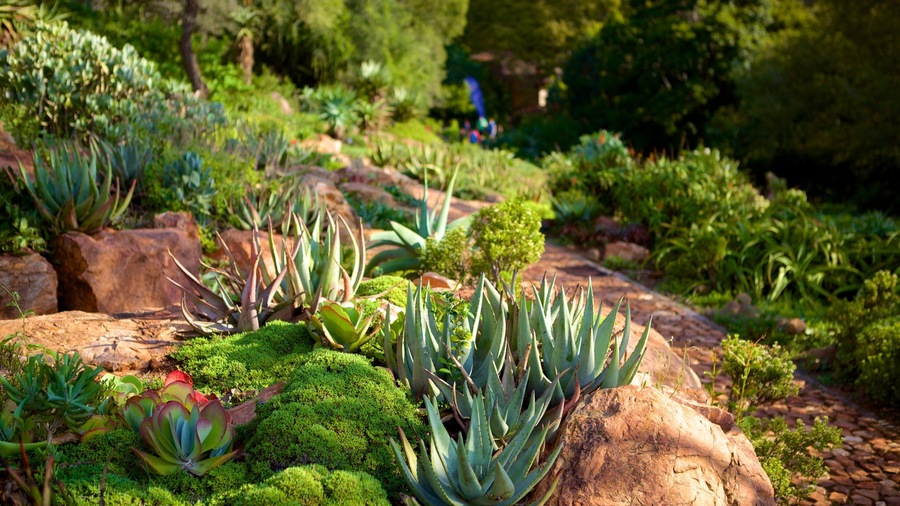 Walter Sisulu Botanical Gardens which includes flowers and a garden