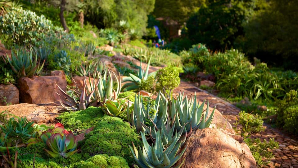 Un jardin agrémenté de différentes plantes succulentes et de rochers.