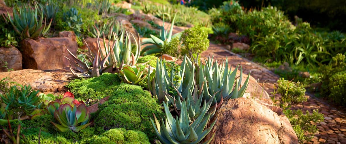 A garden with various succulent plants and rocks.