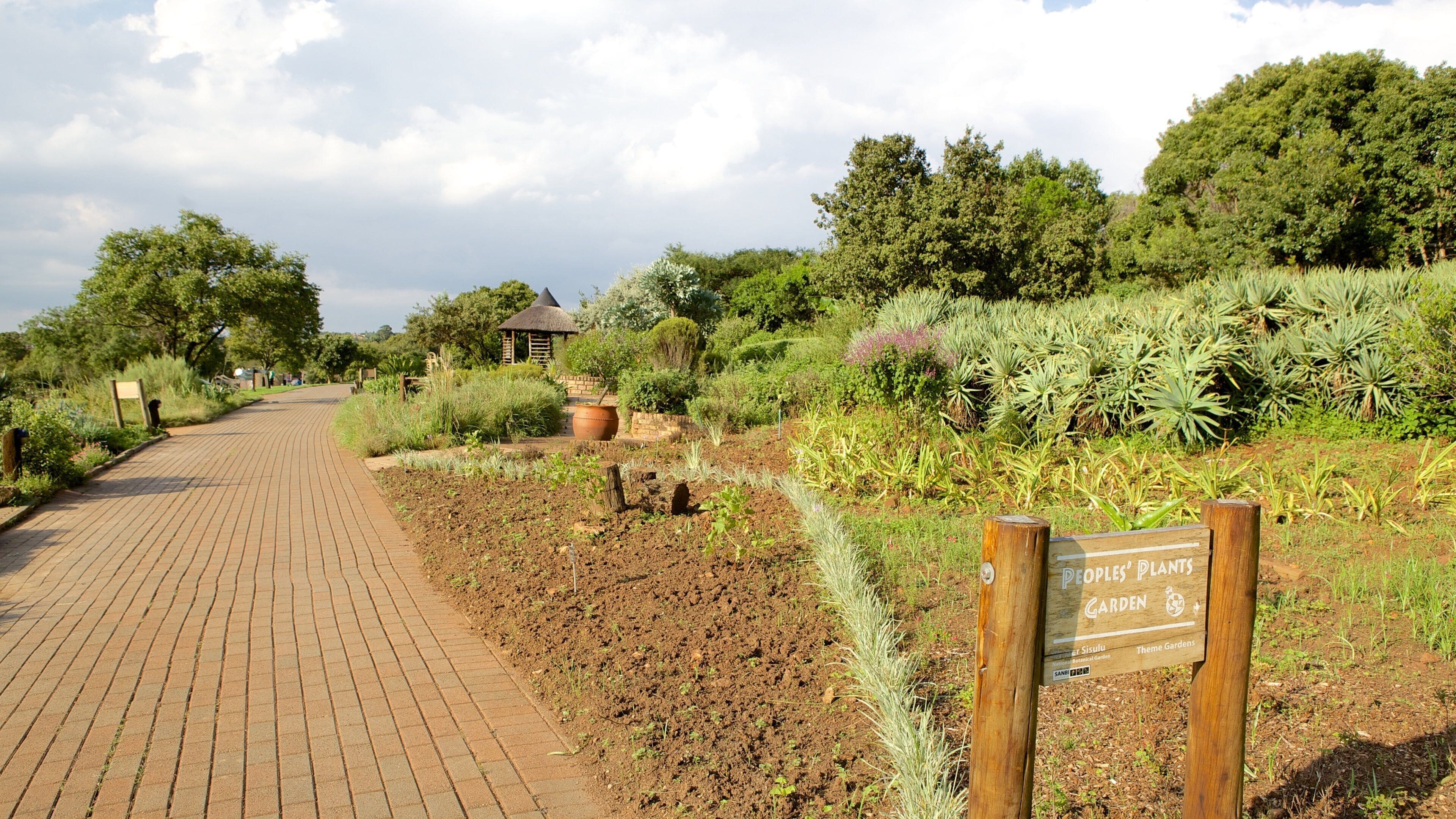 A paved pathway leading through a garden with various plants and a thatched-roof structure.
