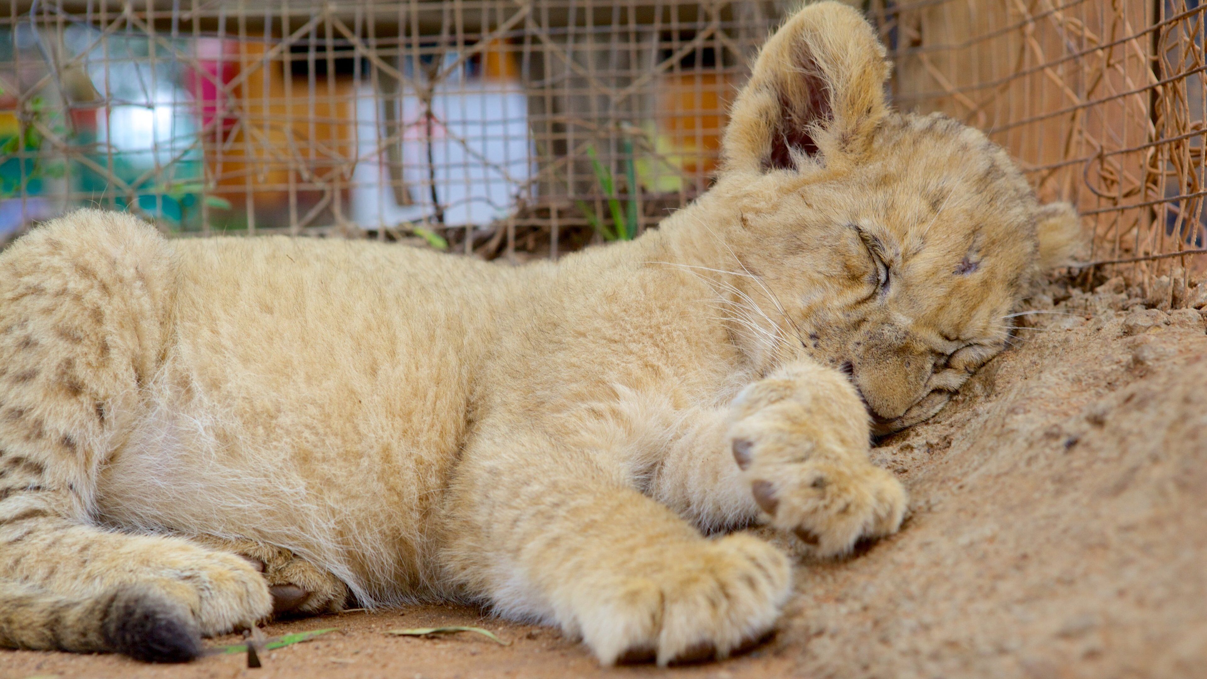 Lion Park featuring zoo animals and dangerous animals
