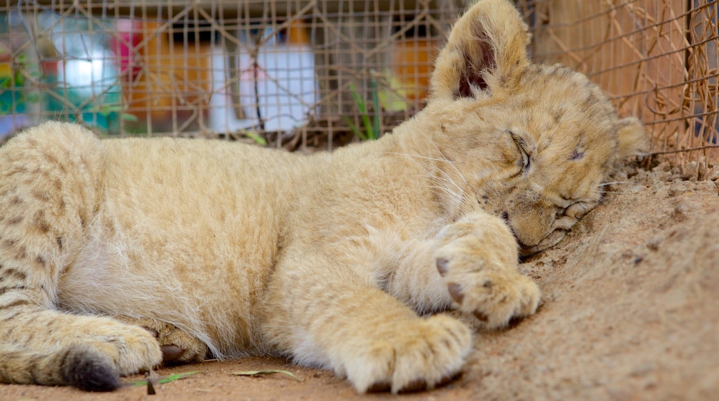 Lion Park showing zoo animals and dangerous animals