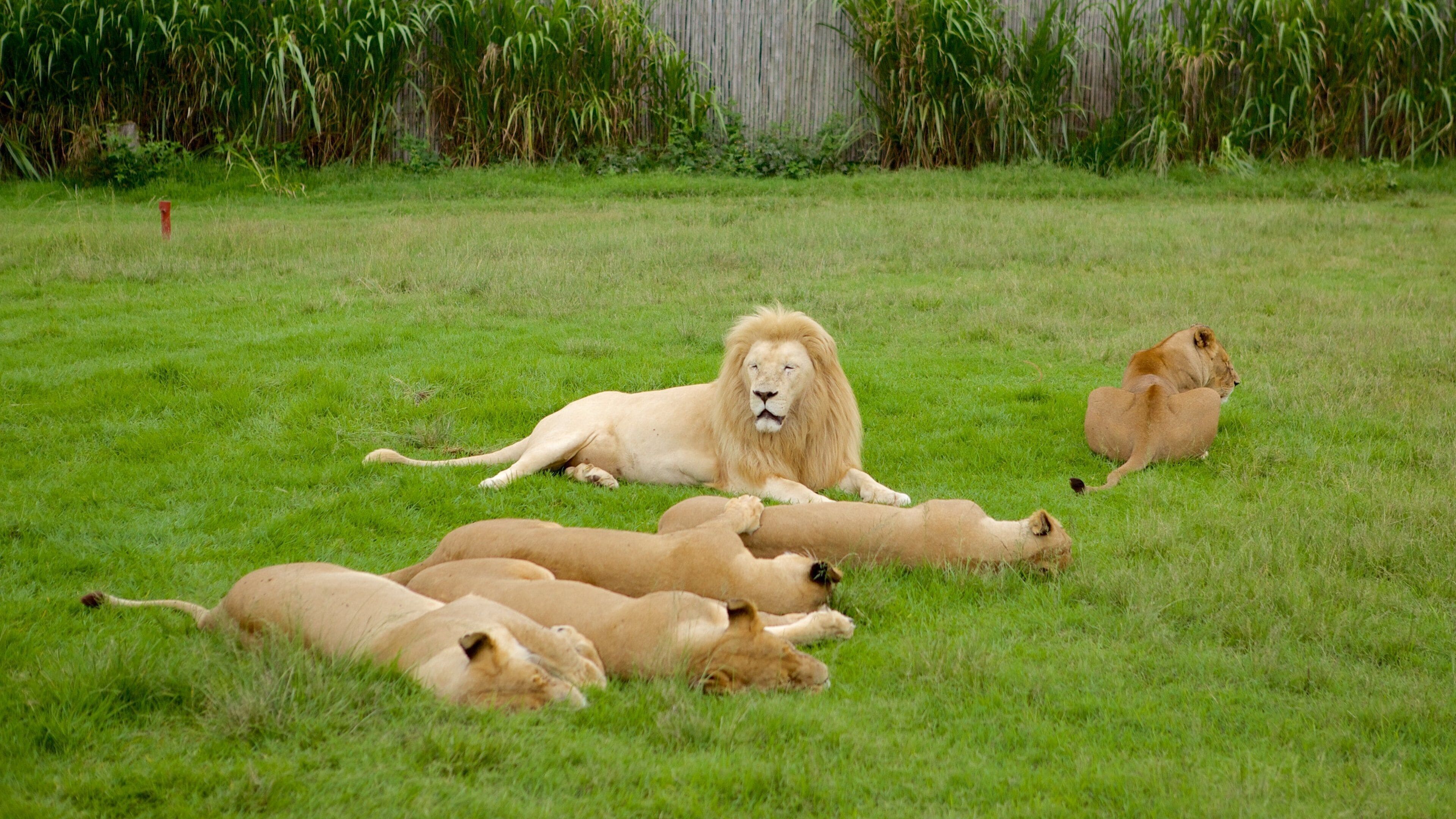 Lion Park presenterar en trädgård, farliga djur och zoodjur