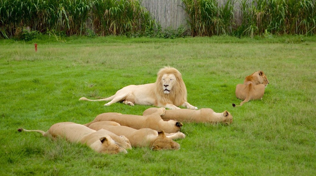 Lion Park featuring dangerous animals, zoo animals and a park