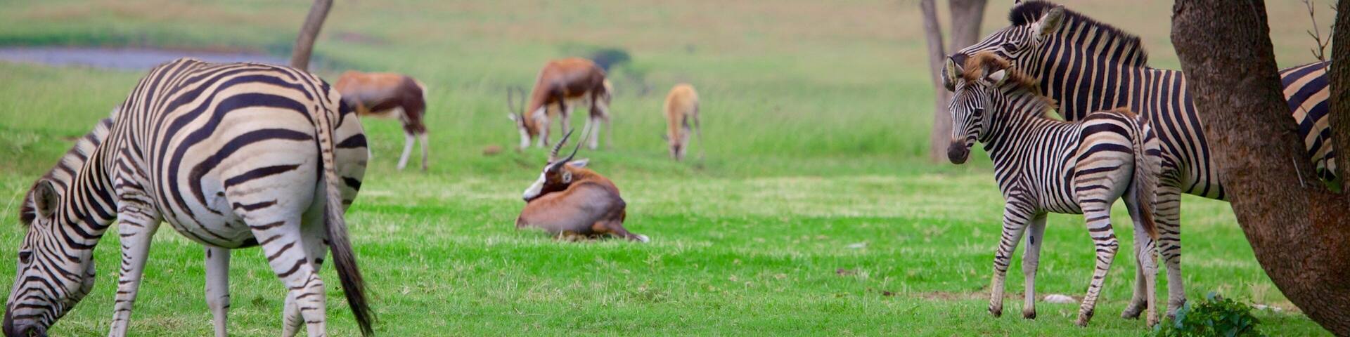 Lion Park mit einem ruhige Szenerie und Tiere