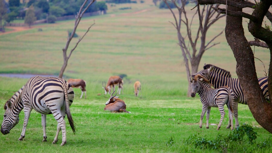 Parque Lion que inclui cenas tranquilas e animais