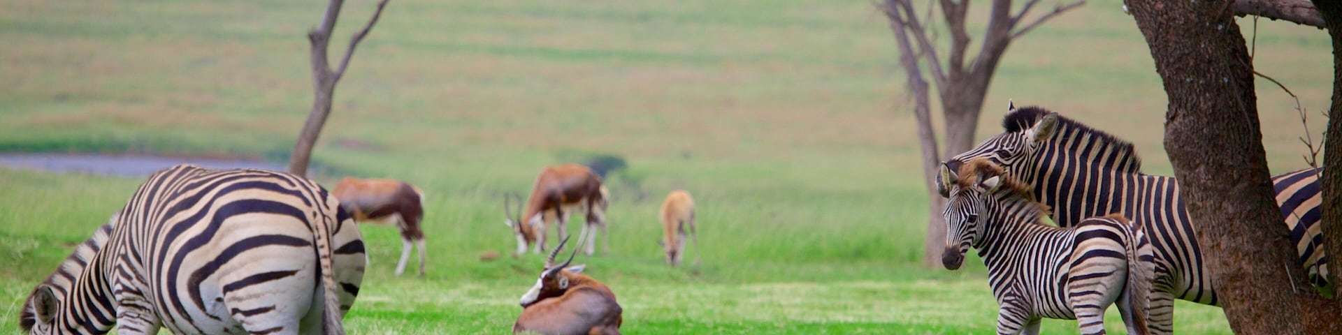Lion Park mostrando escenas tranquilas y animales