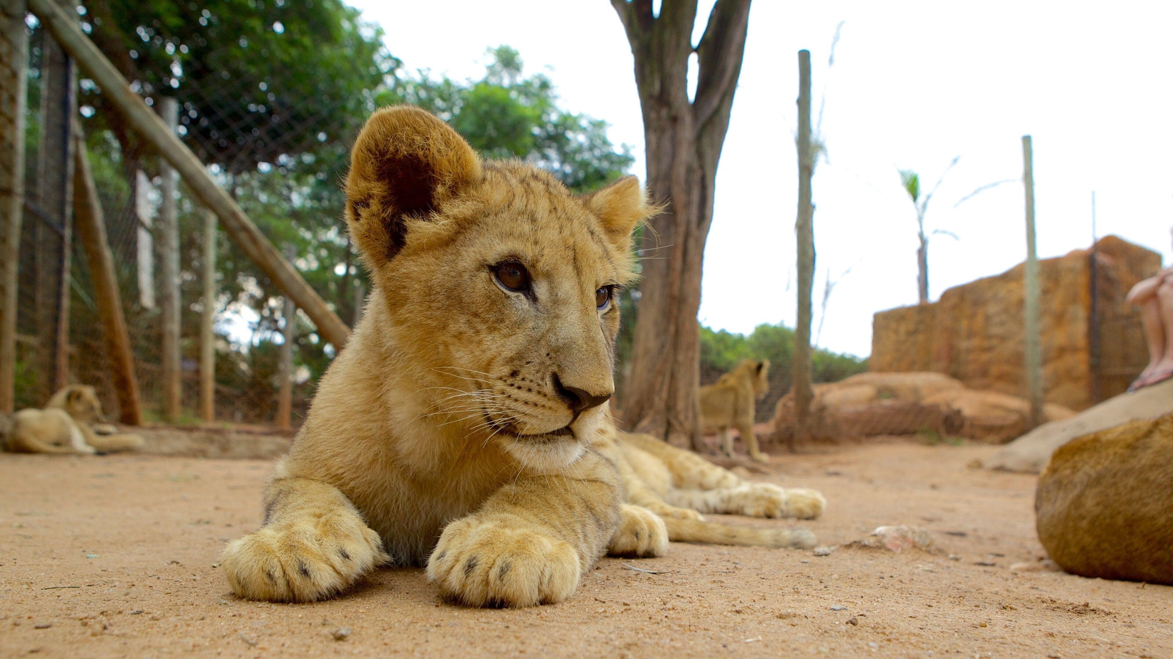 Lion Park som inkluderar farliga djur och zoodjur
