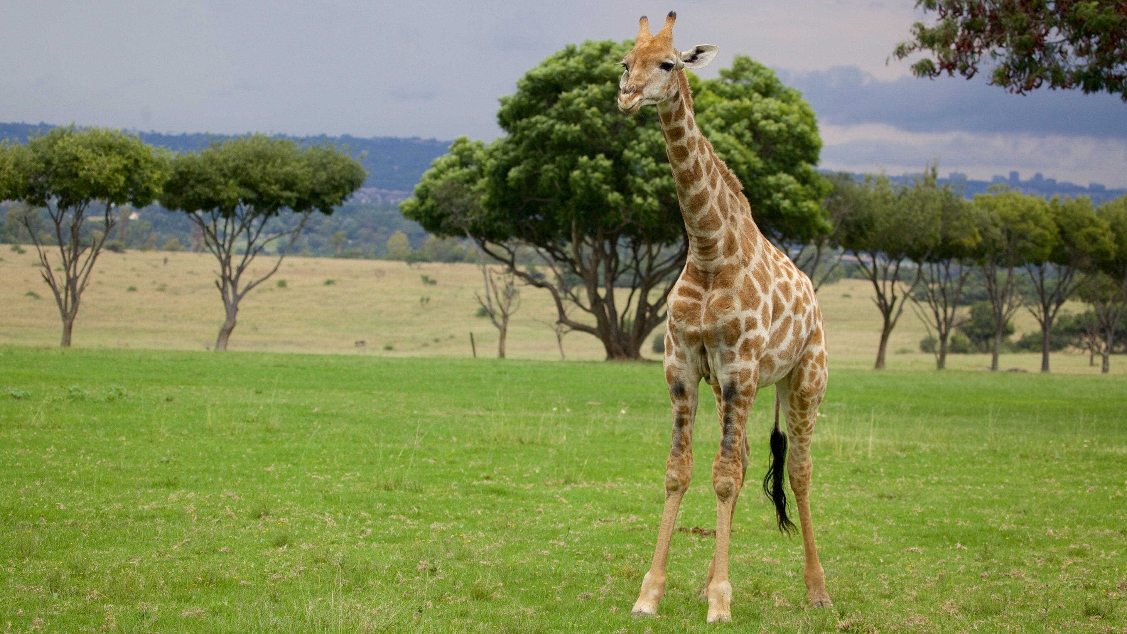 A giraffe standing in a grassy field with trees in the background.