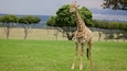 A giraffe standing in a grassy field with trees in the background.