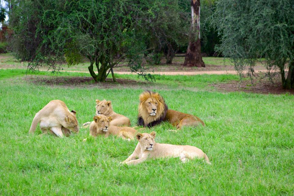 A group of lions resting in a grassy enclosure with trees in the background.