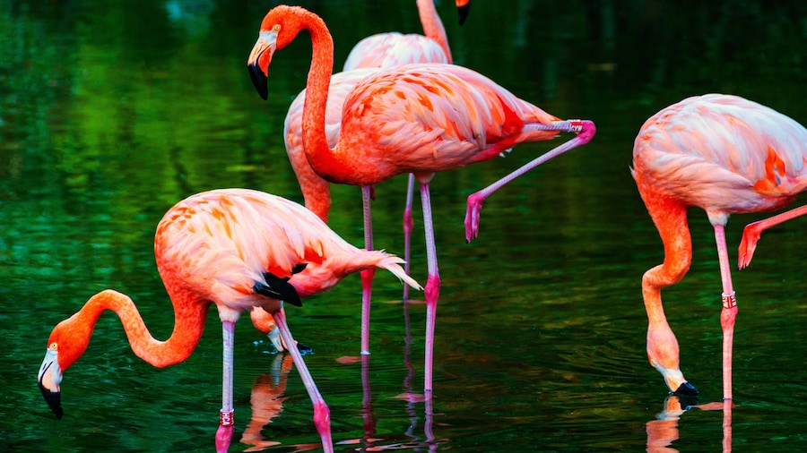Close view of American Flamingos in a zoo in the Parc de la Ciutadella in Barcelona