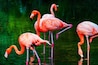 Close view of American Flamingos in a zoo in the Parc de la Ciutadella in Barcelona
