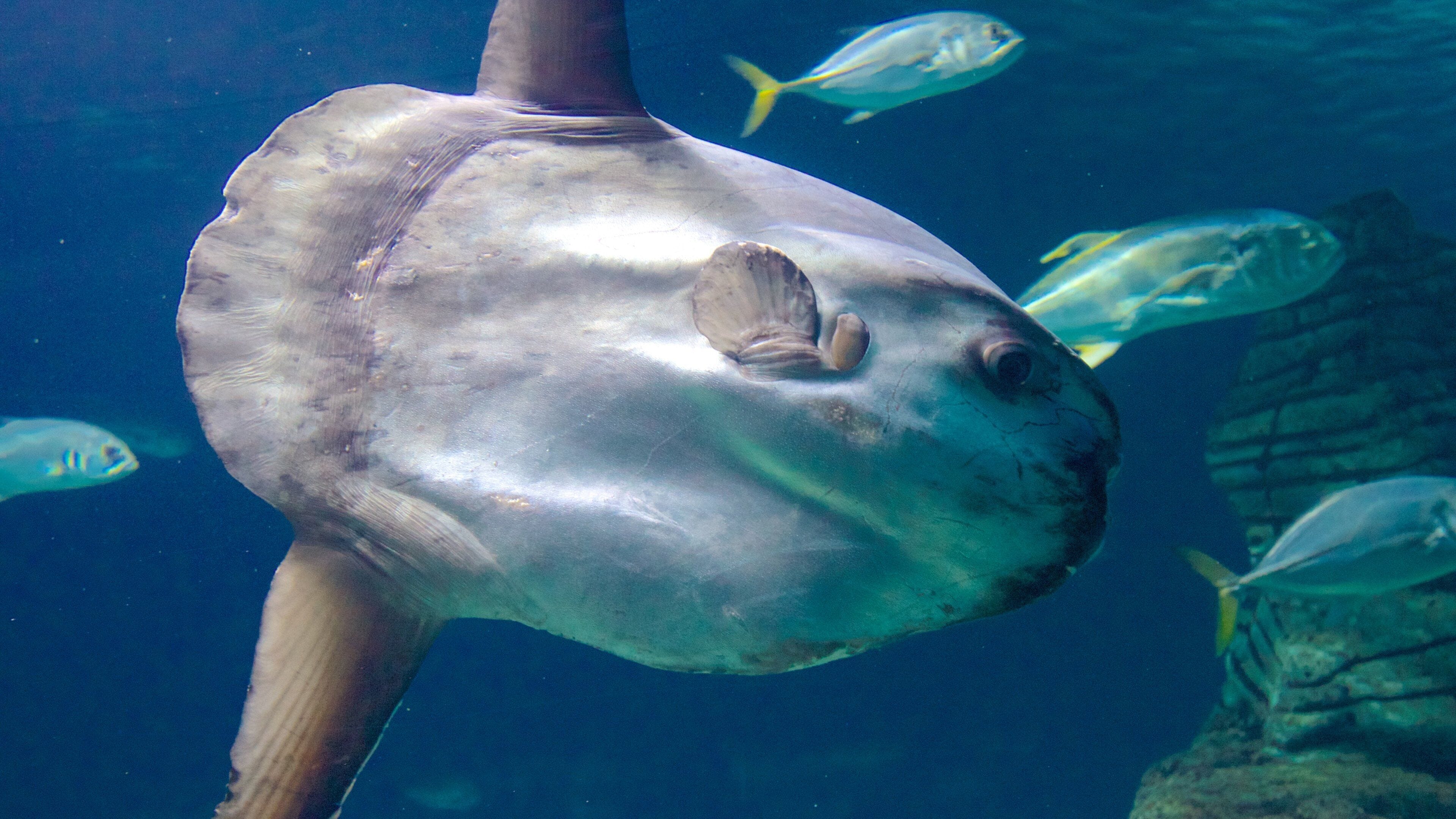 L\'Oceanogràfic que inclui vida marinha
