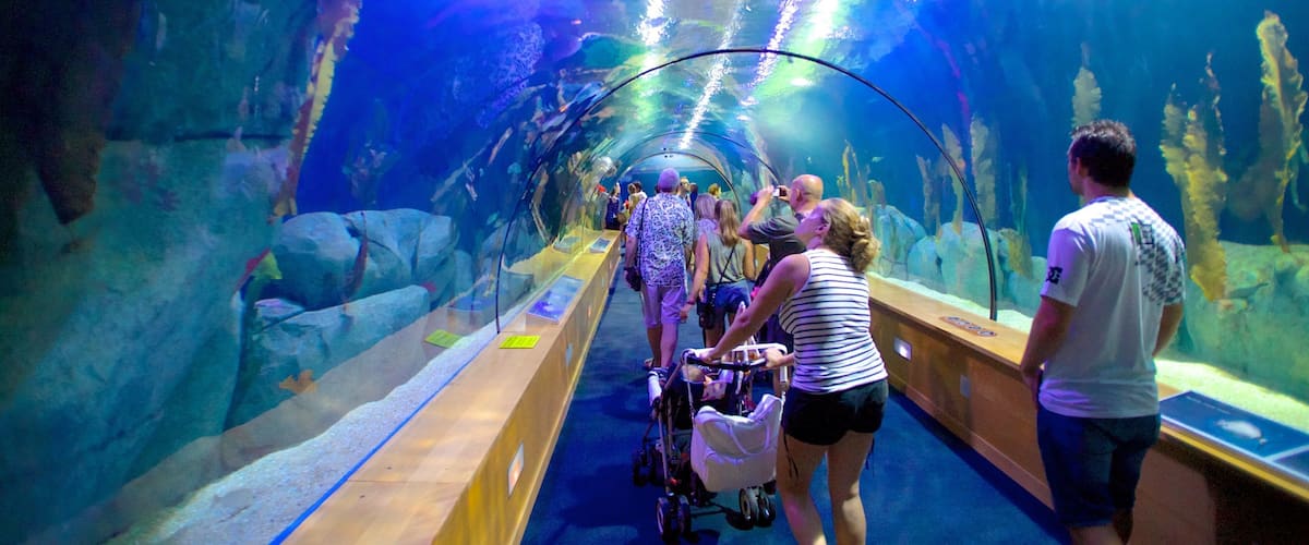 City of Arts and Sciences which includes interior views and marine life as well as a large group of people