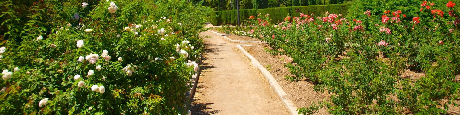 A garden with a dirt path, rows of white and pink roses, tall cypress trees, and a building in the background.