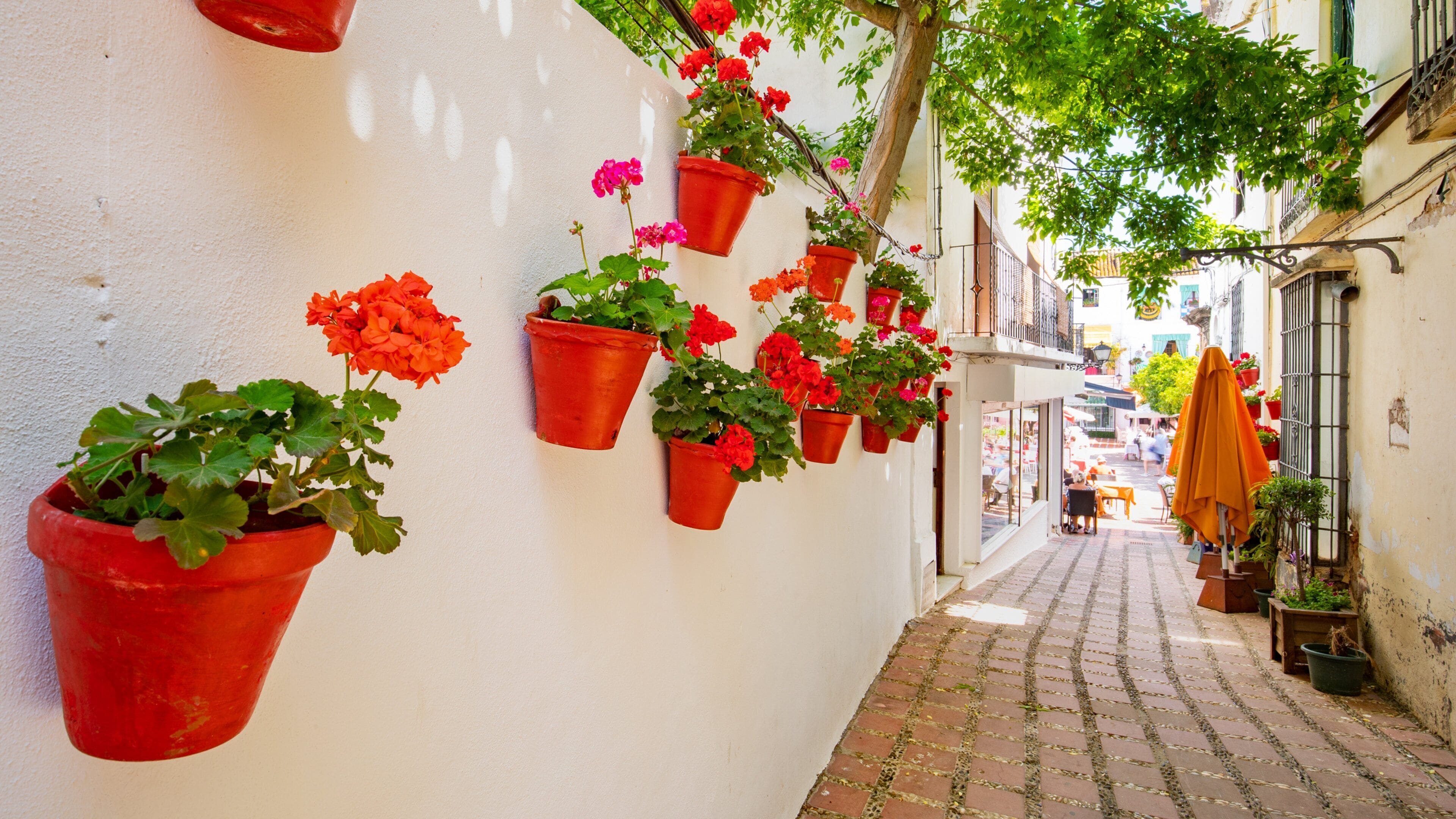 Orange Square showing flowers