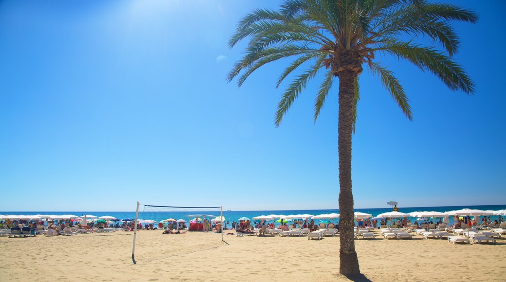 Spiaggia di Postiguet che include paesaggio tropicale e spiaggia