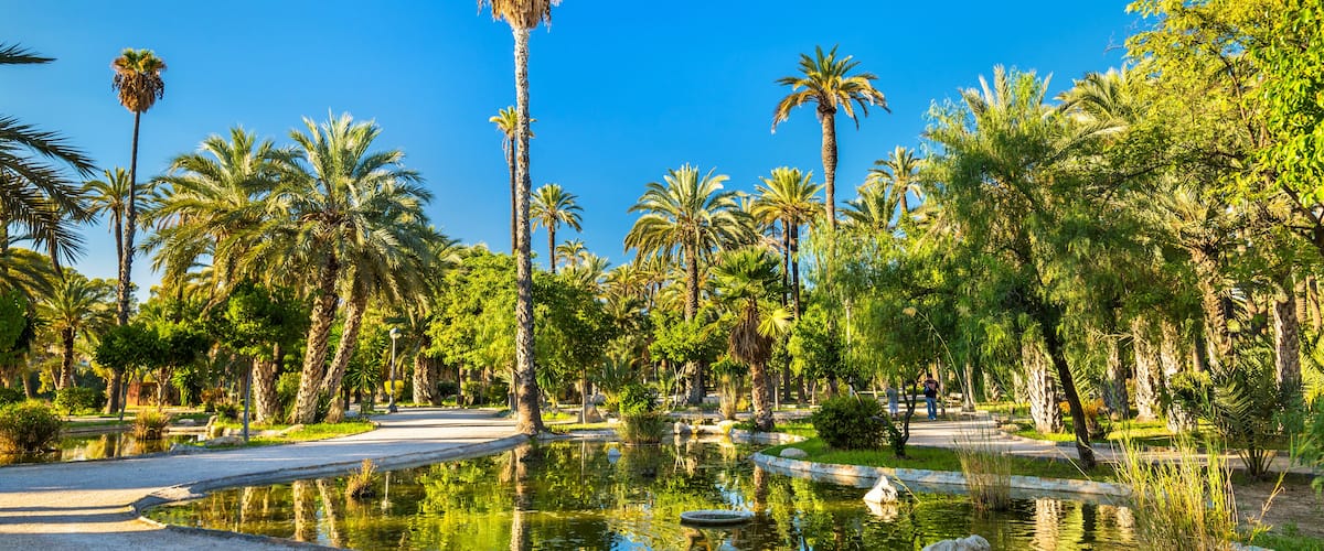 The Palmeral of Elche, Spain, one of the largest in the world. UNESCO heritage site, Shutterstock ID 536636548, SF SSA Case with Manager Approval: Case 07151371, Job: Prepay credit, Client/Licensee: ,