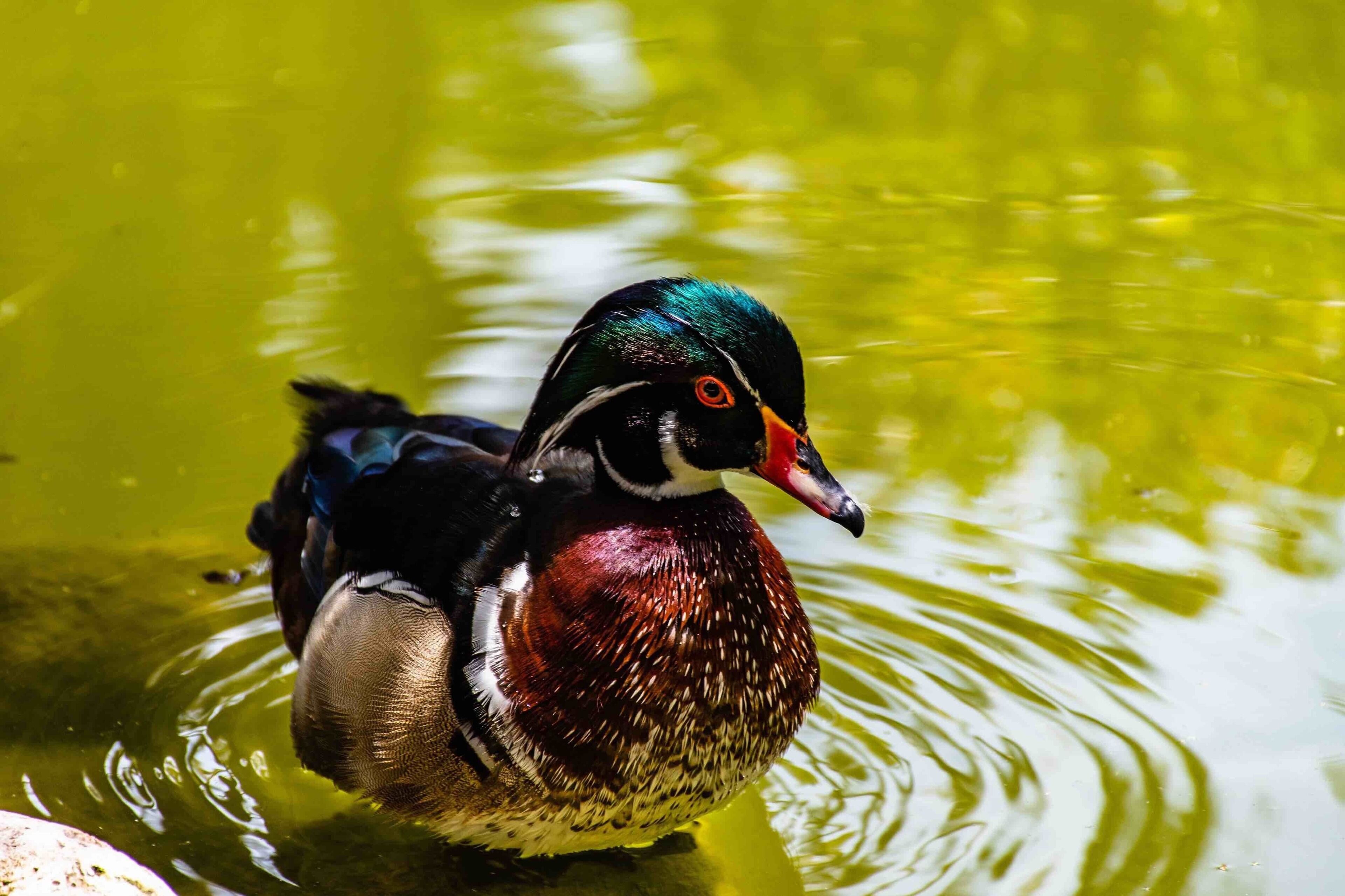 The Wood Duck.