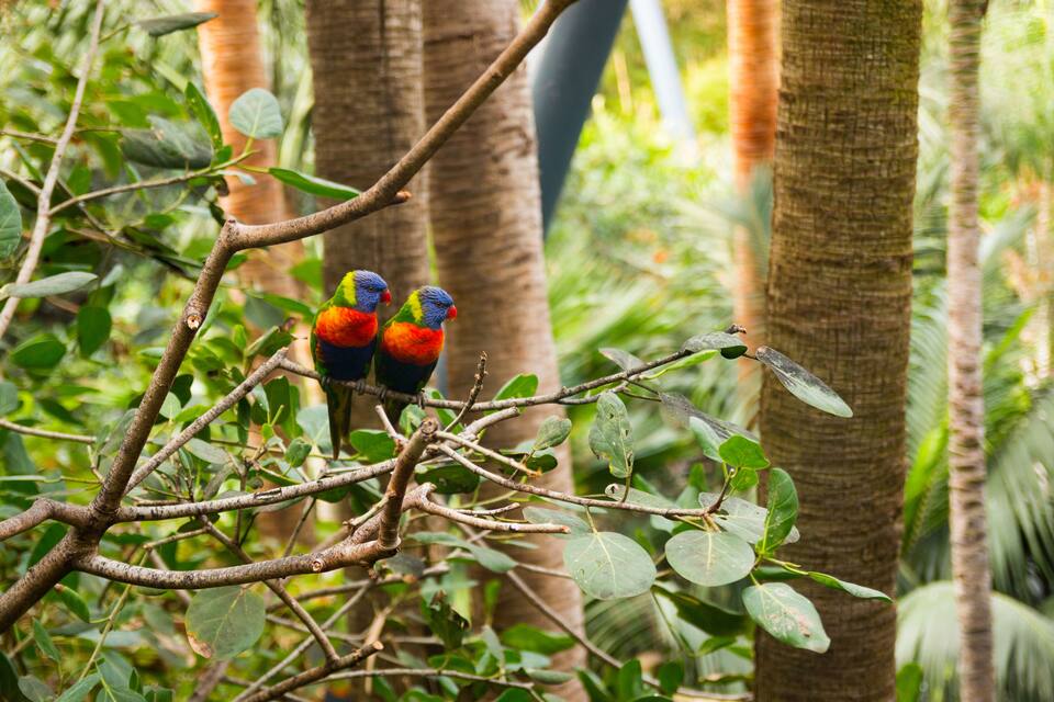 Twee kleurrijke vogels zitten op een tak in een weelderig, groen bos.