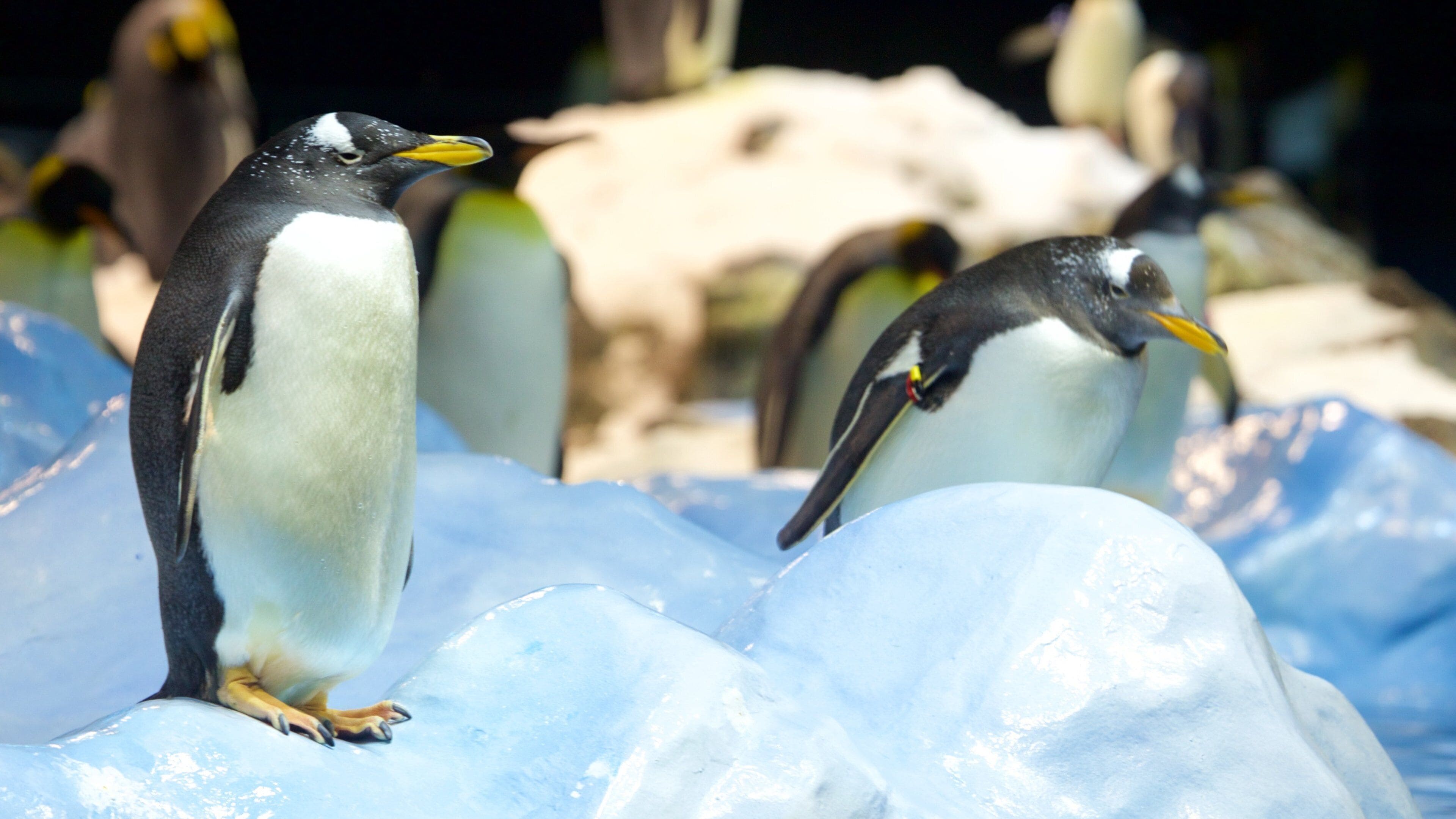 Des pingouins sur des icebergs.