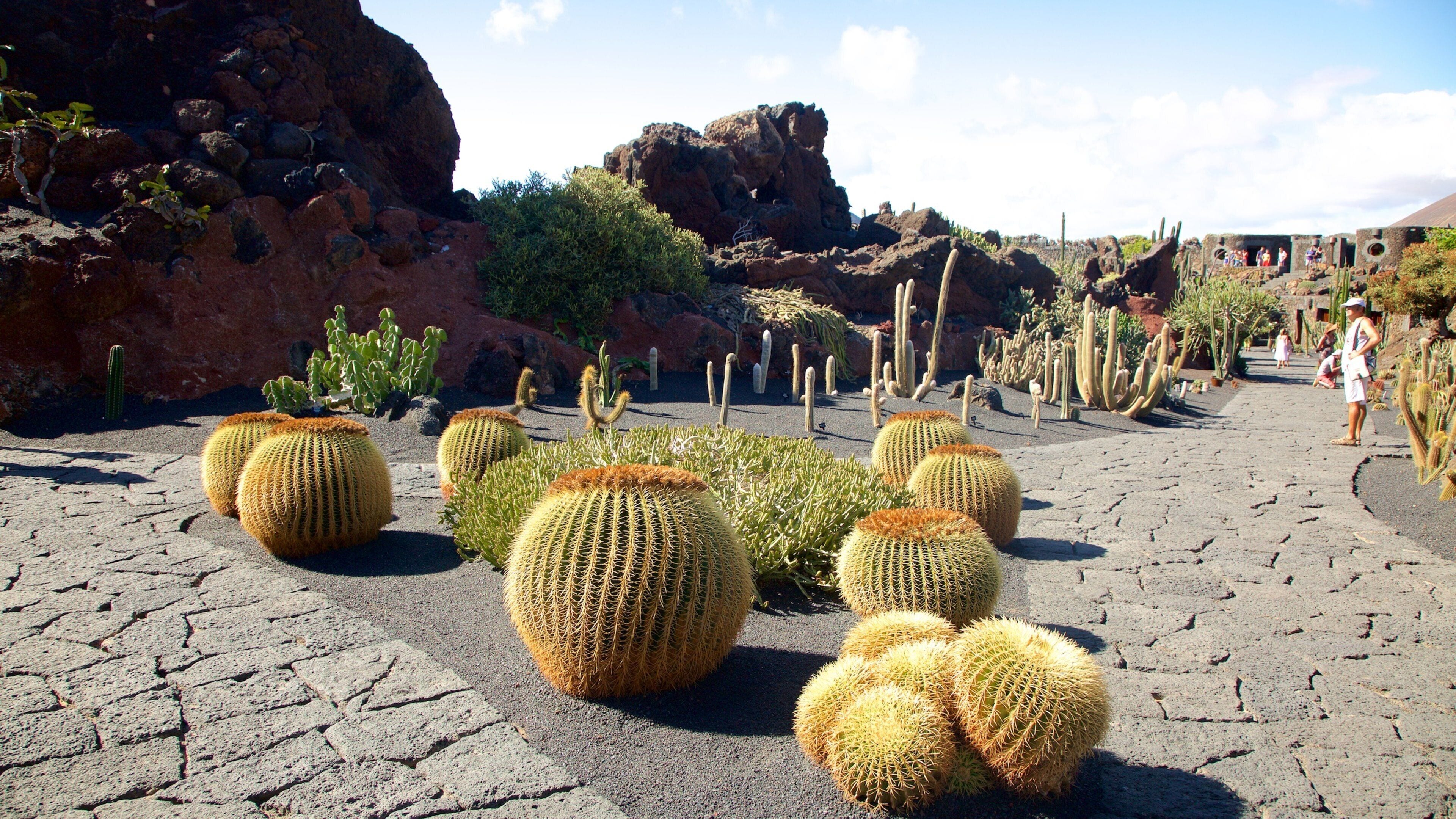 Cactus Garden which includes a garden