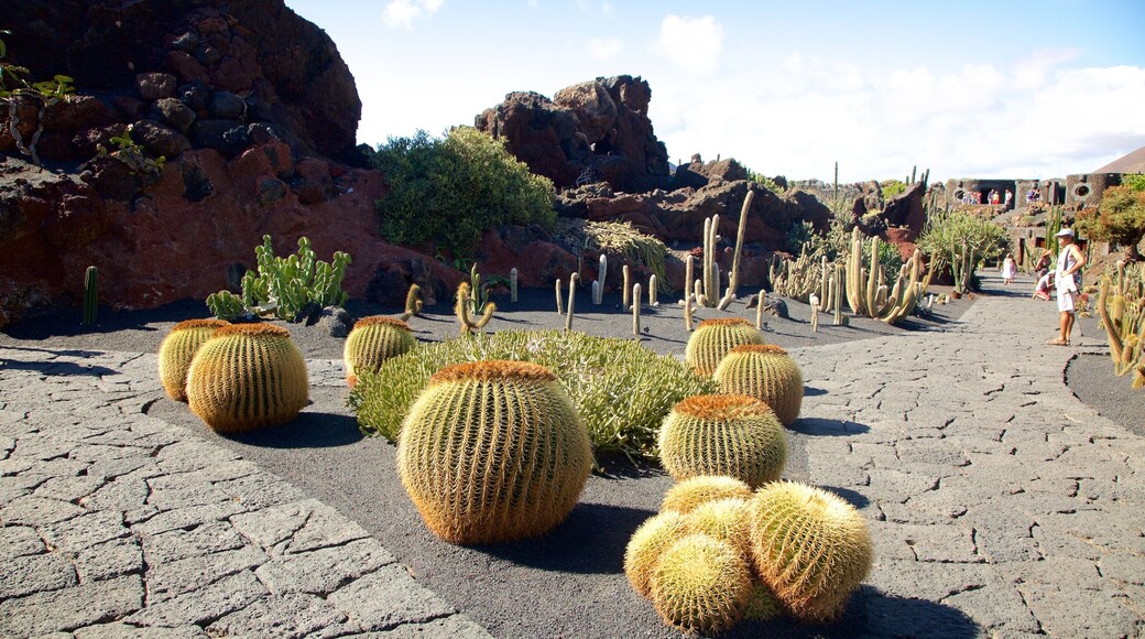 Cactus Garden which includes a garden