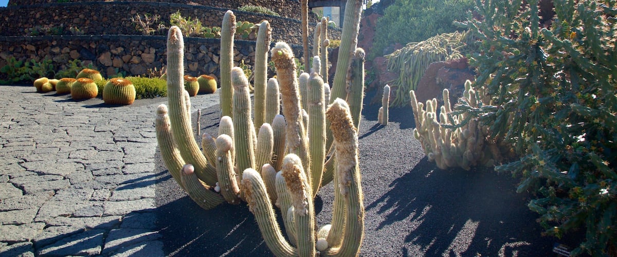 Cactus Garden featuring a garden