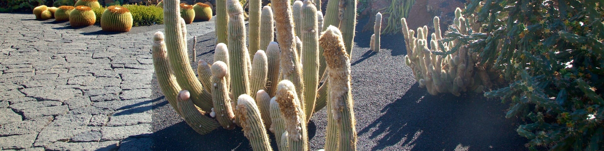Cactus Garden featuring a garden
