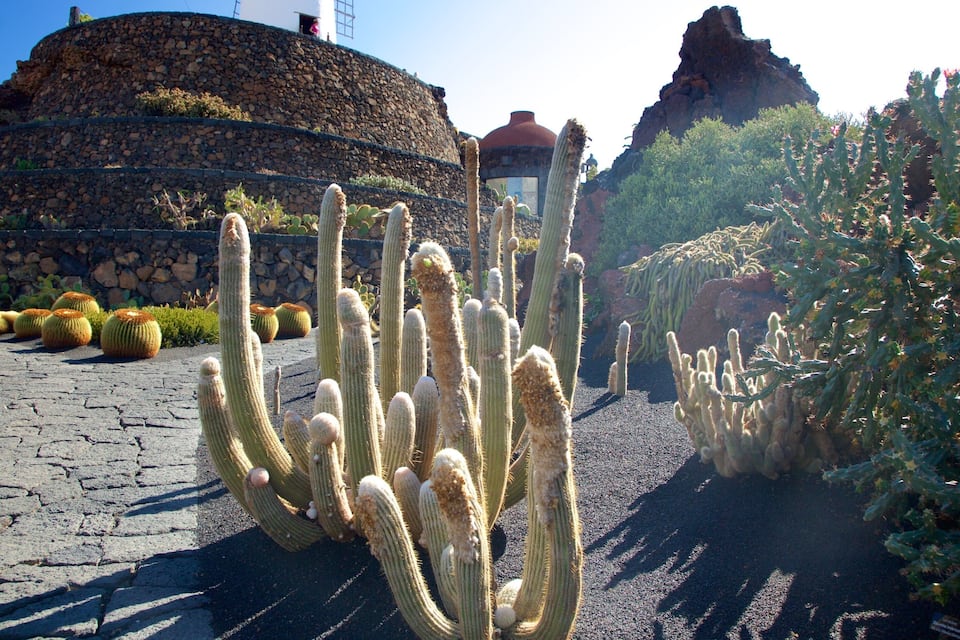 Paisaje desértico con cactus altos y un edificio de piedra al fondo.
