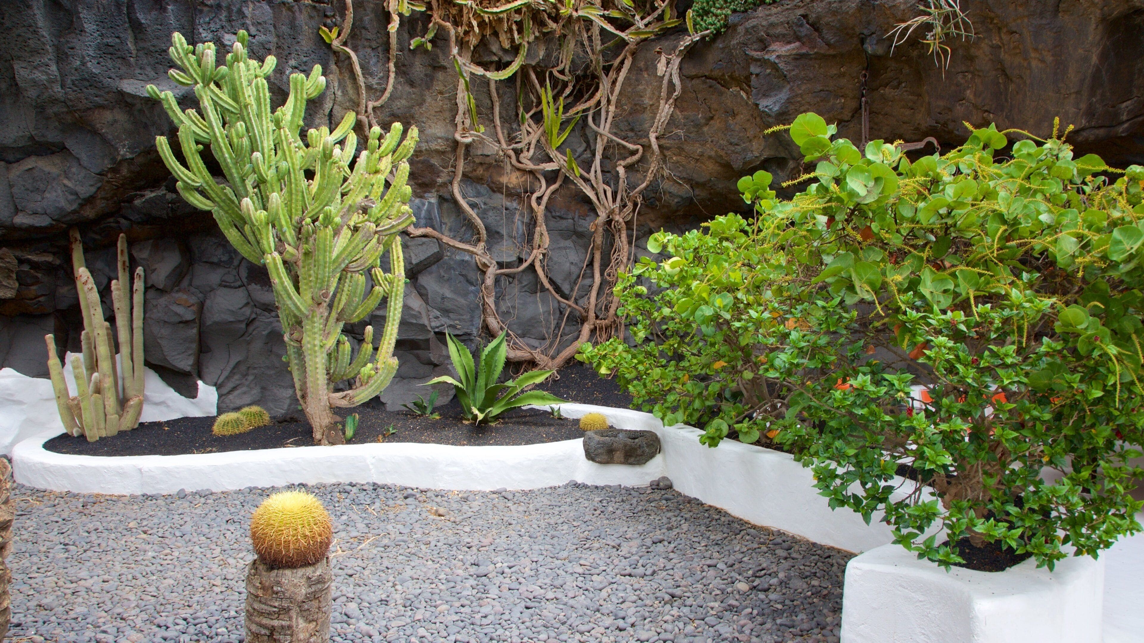 Jardín de rocas con diversos cactus y suculentas, incluyendo un cactus alto destacado y una planta con flores amarillas.