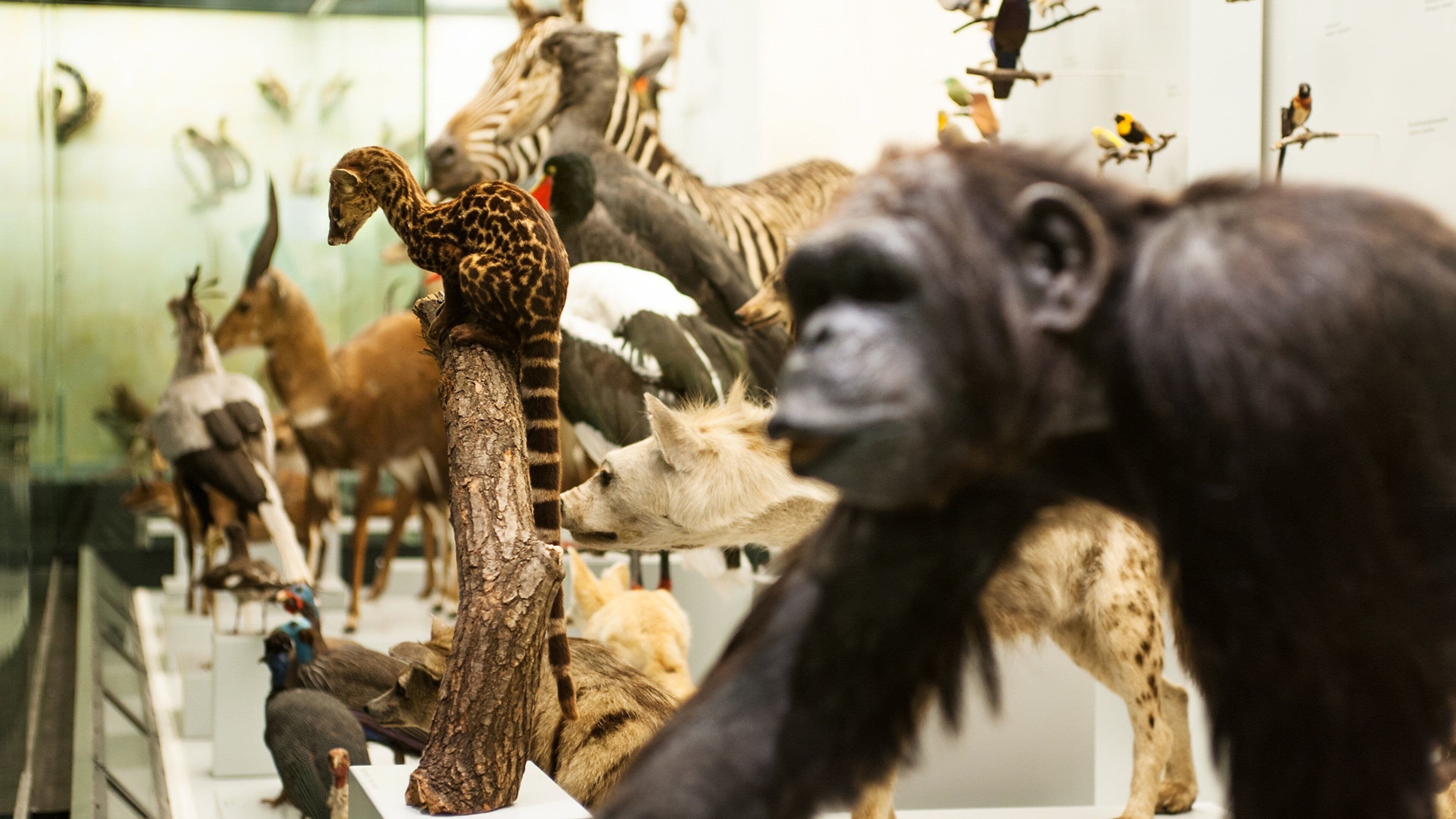 Museu Zoológico de Zurique caracterizando vistas internas